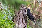 New Caledonian Crow